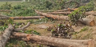 Madhepura News: अतिक्रमण हटाने के नाम पर पेड़ों की बलि? CM Nitish के आने से पहले मधेपुरा में हरे-भरे पेड़ों पर चली कुल्हाड़ी