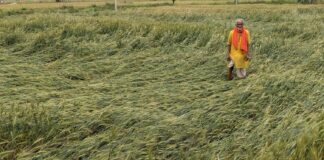 Bihar Crop Loss: बिहार में बेमौसम मार, किसानों की फसल बर्बाद, अब मिलेगा मुआवजा! Bihar News Deshaj Times