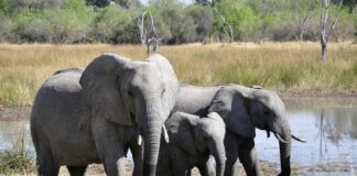 Jamui News: जमुई में Elephant Attack, हाथियों का तांडव, जमुई में 25 गजराजों ने खेतों में मचाया उत्पात, पढ़िए आखिर क्यों आबादी की ओर बढ़ा हाथियों का झुंड?