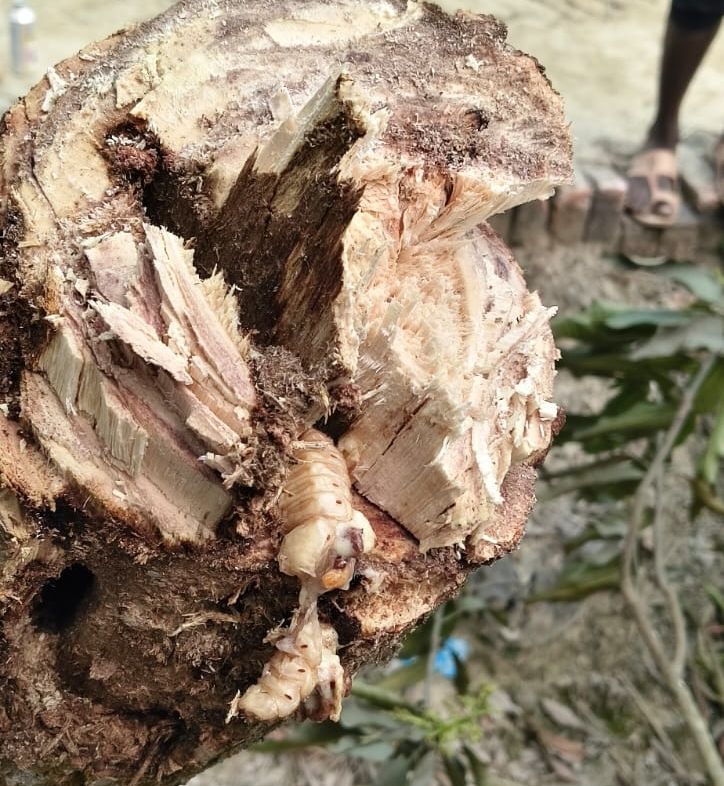 Darbhanga News: दरभंगा के आम बागानों में 'साइलेंट किलर' का हमला, पेड़ सूख रहे, किसान परेशान, जानिए कैसे करें Mango Stem Borer से बचाव!