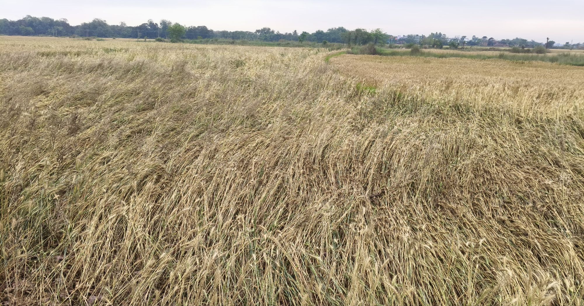 Darbhanga News: बेनीपुर में आसमानी आफत, बेमौसम बारिश ने मचाई तबाही, फसलें बर्बाद, 24 घंटे से बिजली गुल