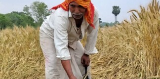 Darbhanga News: अचानक बदला मौसम, तेज हवा और बारिश से गेहूं की फसल बर्बाद, कमतौल में Wheat Crop Damage किसानों के चेहरे पर छाई मायूसी