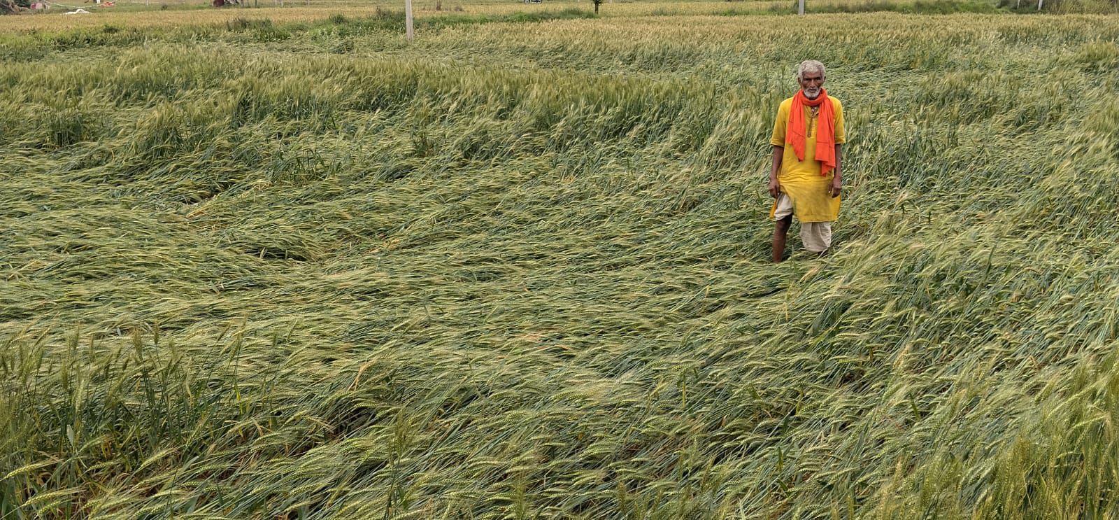 Darbhanga Weather: दरभंगा में मौसम का डबल अटैक, आंधी-बारिश ने तोड़ी किसानों की कमर, खेतों में बिछ गई सोने जैसी फसल