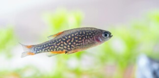 Patna Fish Outlet: फिश आउटलेट से अब घर बैठे पाएं ताजी मछली, अप्रैल से खुलेंगे 10 हाई-टेक केंद्र