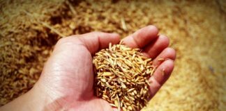 Darbhanga News: Grain Prices ने तोड़ी किसानों की कमर, लागत निकालना भी हुआ मुश्किल, जानिए क्या है पूरा मामला