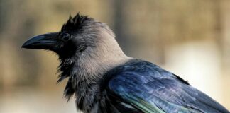 Patna Bird Flu: पटना में बर्ड फ्लू का साया… संपतचक में 100 से अधिक कौवों की रहस्यमयी मौत, दहशत का माहौल