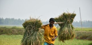 Darbhanga News: मौसम की दोहरी मार से Agrarian Crisis, कमतौल के किसान बेहाल, कर्ज के बोझ तले दबे अन्नदाता की टूट रही कमर