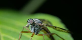 Mosquito Killer Gadgets: मच्छरों से आजादी की नई तकनीक, Amazon पर ₹299 में शुरू