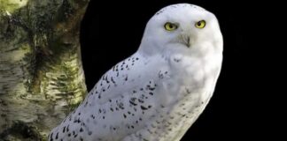 बगहा में दिखा रहस्यमयी White Owl: होली के दिन बरगद पर दर्शन, लोगों में कौतूहल