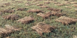 Darbhanga में पश्चिमी विक्षोभ की तीसरी चोट, खेतों में पसरी बर्बादी; अन्नदाता का टूटा सपना!