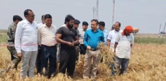 भागलपुर में Wheat Crop Cutting: डीएम ने बताया फसल का हाल, बारिश के बाद भी अच्छी है उपज