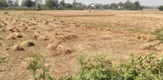 Wheat Harvesting: बारिश ने बढ़ाई किसानों की परेशानी, जाले में गहराया भूसा संकट!
