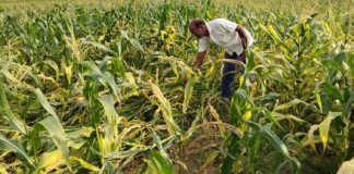 Darbhanga News: कमतौल में आंधी-पानी ने तबाह की मक्के की खड़ी फसल, किसानों को दोहरा झटका; गहराया Maize Crop Loss का संकट