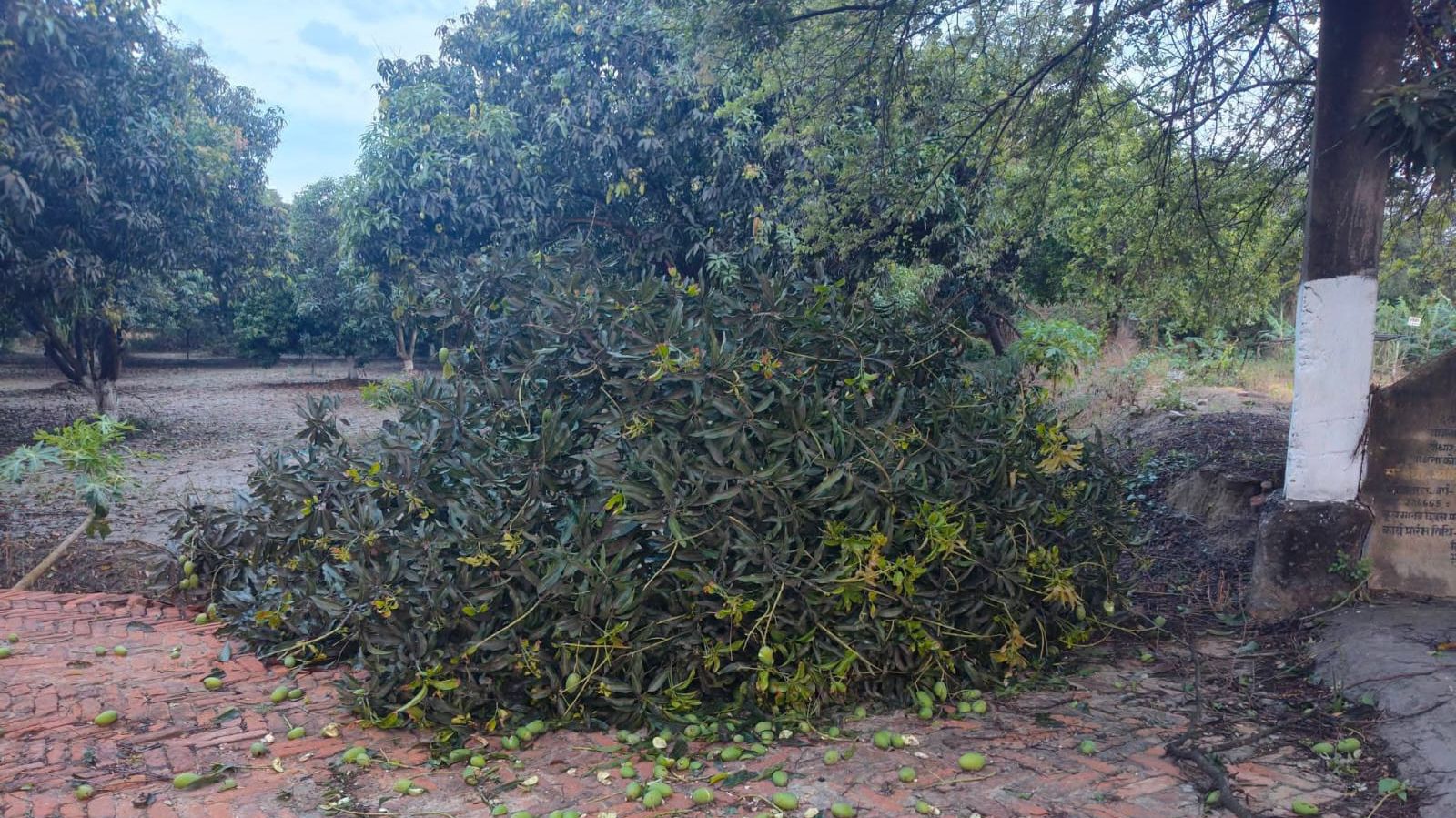 Darbhanga News: दरभंगा में Storm आंधी-तूफान का कहर, 15 घंटे तक अंधेरे में डूबे कई इलाके, कमतौल में BSNL टावर भी गिरा