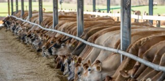 Bihar News: बिहार डेयरी प्रोजेक्ट में जुड़ा Muzaffurpur का नाम, मुजफ्फरपुर बनेगा नया डेयरी हब, 85 करोड़ से 227 युवाओं को मिलेगा रोजगार