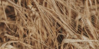 Darbhanga News: दरभंगा में Crop Damage Survey फसल क्षति का फिर से होगा सर्वे, असली हकदारों को मिलेगा मुआवज़ा
