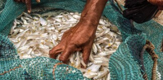 Bihar News: बिहार बनेगा फिशरीज हब, पटना में Fisheries Hub, अब हैदराबाद की जरूरत नहीं, खुलेगा राष्ट्रीय मत्स्य विकास बोर्ड का क्षेत्रीय कार्यालय
