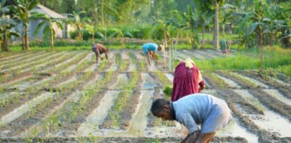 Bihar Agriculture News: ‘आशा’ मॉडल से बदलेगी बिहार में कृषि की तस्वीर, खेतों तक पहुंचेगा पानी और बढ़ेगी किसानों की आय