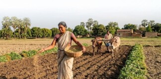 Darbhanga News: धान की Dhaincha Farming खेती में लागत होगी कम, मिट्टी भी बनेगी उपजाऊ, जानिए क्या कहते हैं कृषि वैज्ञानिक