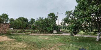 Darbhanga News: दरभंगा में Unseasonal Rain बेमौसम बारिश से बढ़ी किसानों की मुसीबतें, मूंग की फसल को भारी नुकसान
