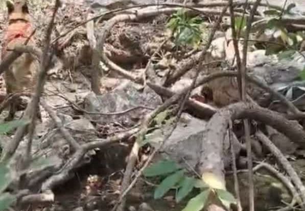 Munger News: मुंगेर-जमुई में बड़ा Naxal Operation: सुरक्षाबलों को मिली बड़ी कामयाबी, हथियार बरामद