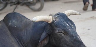 Darbhanga News: दरभंगा-मुजफ्फरपुर सीमा पर बौखलाया सांड, खेला खूनी खेल, एक शख्स को पटक-पटककर मार डाला, महिला गंभीर, परिजनों का अस्पताल में हंगामा!