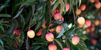 Muzaffarpur Litchi News: पीएम-राष्ट्रपति चखेंगे ‘शाही लीची’ का स्वाद, 4 टन भेजने की तैयारी!