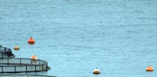 Bihar News: बिहार में Fish Farming सुधा डेयरी की तर्ज पर बिकेगी ताजी मछली, सरकार का बड़ा ऐलान!