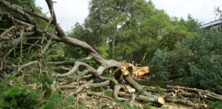 Araria News: अररिया में Storm आंधी-तूफान का कहर, NH 27 और NH 327 ई समेत दर्जनों जगहों पर गिरे विशालकाय पेड़, करोड़ों डूबे!