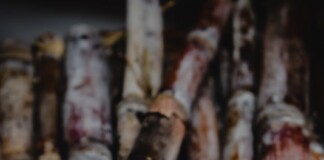 Sugarcane Payment: बिहार में गन्ना किसानों को बड़ी राहत, 99% बकाया चुकाया गया