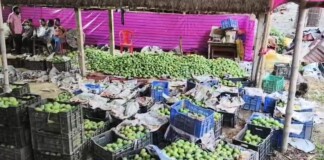 Bhagalpur Jardalu Mango News: राष्ट्रपति-PM को भाएगा भागलपुर का जर्दालू आम: ‘मैंगो मैन’ की शाही सौगात