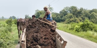 Darbhanga Farmer News: उमस भरी गर्मी में भी किसानों का जज्बा! काठ की बैलगाड़ी पर गोबर का खाद, चल पड़ी किसानी, धान बुवाई की बड़ी तैयारी