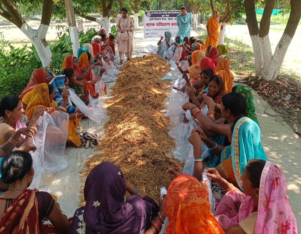 Darbhanga Mushroom News: जाले की महिलाओं ने मशरूम से बदली अपनी तकदीर! जानें कैसे कम लागत में हुई बंपर कमाई