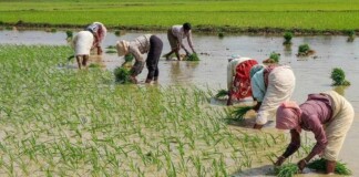 Darbhanga News: दरभंगा के किसान गदगद: बारिश से धान के बिचड़े में लौटी रौनक, Good News अबकी ‘सोना’ उपजेगा खेत से