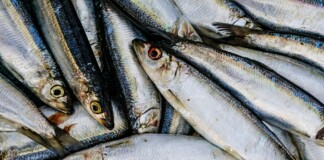 Bihar Fish Farming News: खुशखबरी! बिहार के मछली पालकों को मिलेगा ₹5 लाख का मुफ्त दुर्घटना बीमा, सरकार भरेगी प्रीमियम, जानिए कैसे