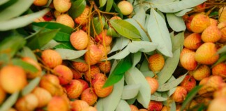 Muzaffarpur Litchi News: ‘डाकिया लीची लाया…’ मुजफ्फरपुर की ‘शाही लीची’ अब सिर्फ 24 घंटे में आपके घर! पढ़िए -डाक विभाग का बड़ा फैसला