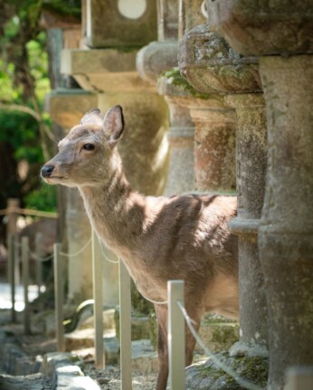 Gaya Wildlife News: हृदयविदारक! पानी की तलाश में गांव आया हिरण, आवारा कुत्तों का शिकार बन गंवाई जान