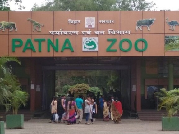 Patna Zoo News: पटना चिड़ियाघर में नई रौनक! मैसूर से आ रहा नर जिराफ, जानें क्यों है खास?