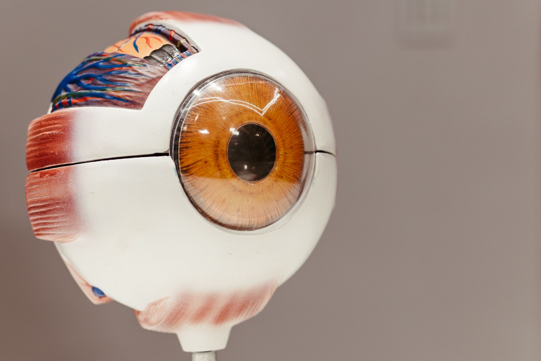 close up of artificial eye