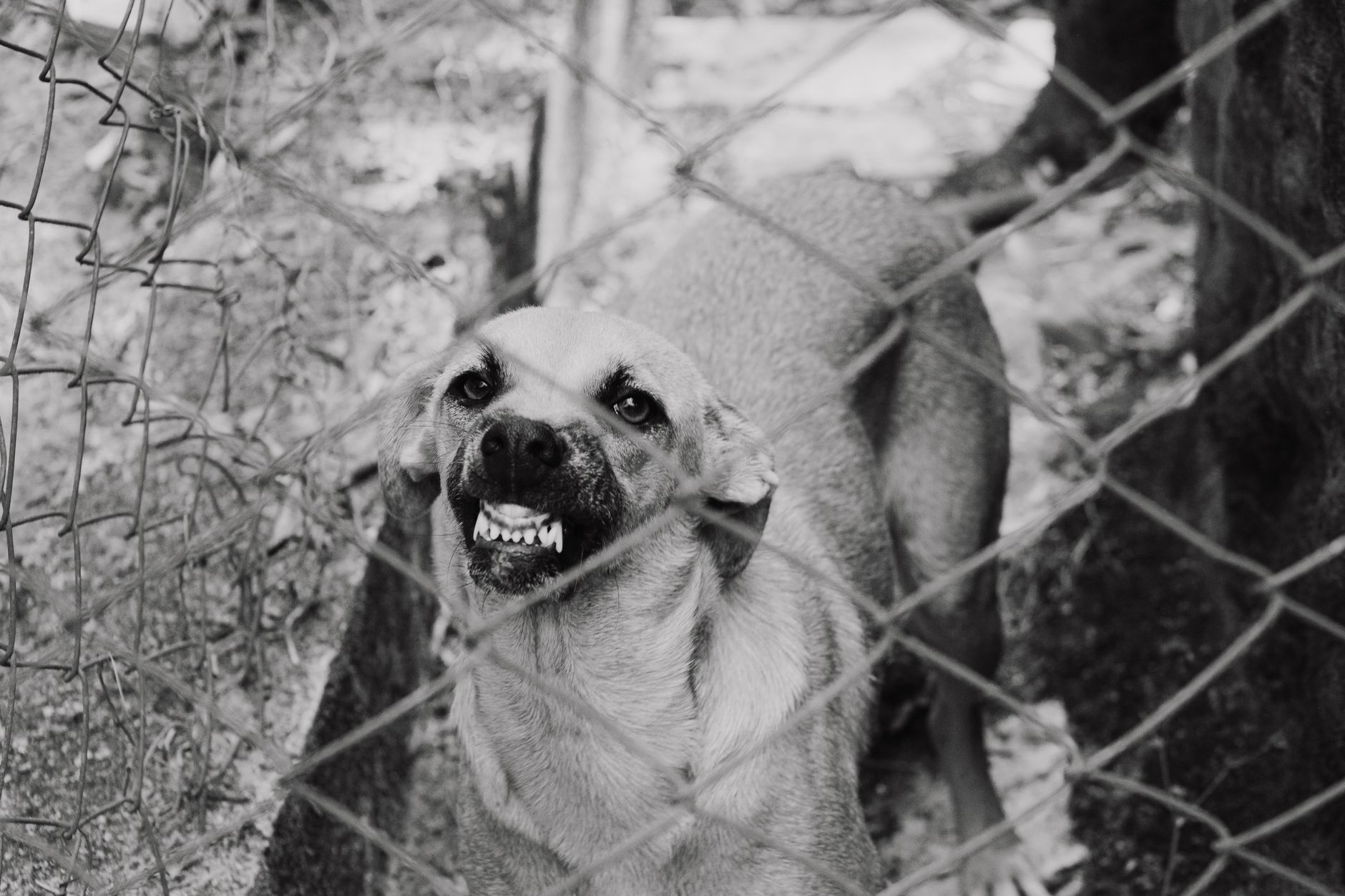 monochrome photo of an angry dog near chain link fence