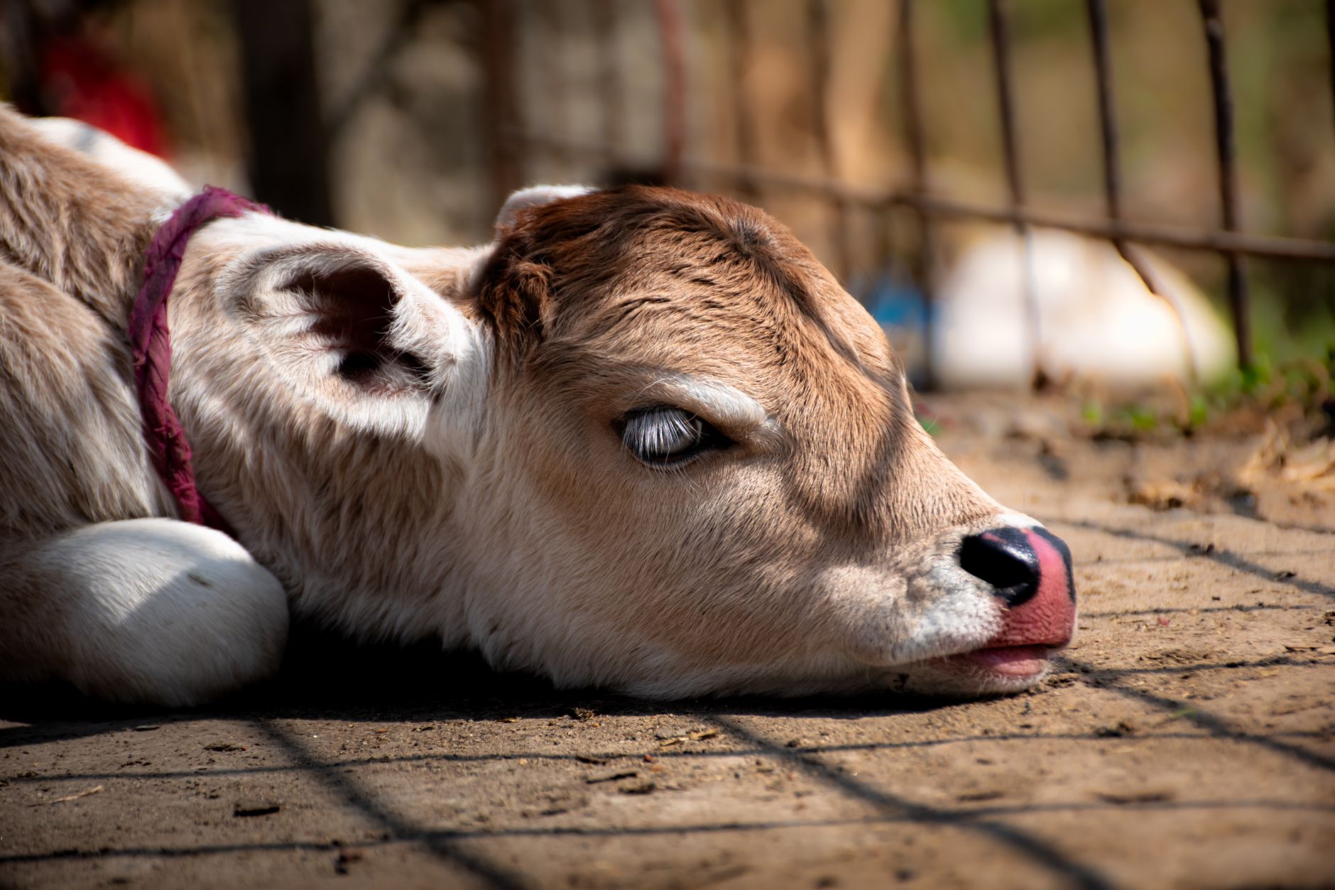 adorable sleeping calf in kolkata farm